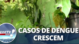 Casos de Dengue: Já passam de 1 milhão em todo o Brasil