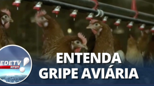 Gripe Aviária: Veja as principais dúvidas sobre o vírus
