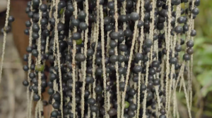 COP30: Fábrica produz biofertilizantes com caroço do açaí