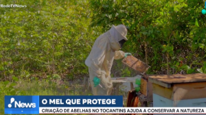 COP30: Criação de abelhas no Tocantins ajuda a conservar a natureza