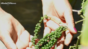 COP30: Bioeconomia é exemplo inovador na luta contra o desmatamento