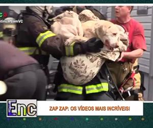 Bombeiros resgatam cachorro que estava em casa incendiada