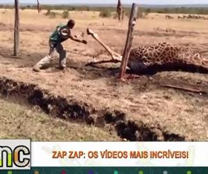 Mundo animal: Homem salva girafa com pata machucada