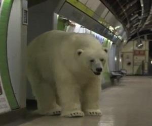 'Urso polar'  flagrado em passeio pelas ruas de Londres