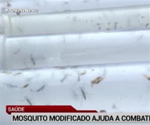 Mosquito da dengue 
