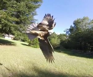 Falco  flagrado atacando drone nos Estados Unidos