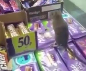 Vdeo flagra rato comendo chocolate em loja de convenincia