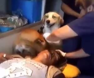 Cachorros invadem hospital para no deixar dono sozinho