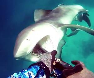 Mergulhador usa arpo para se defender de tubaro na Austrlia