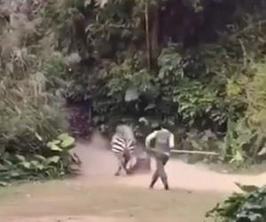 Tratador  atacado por zebra em zoolgico na China