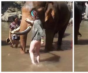 Vdeo mostra mulher sendo arremessada para longe por elefante