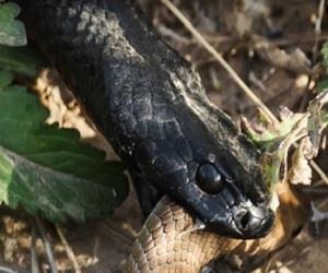 Vdeo registra luta impressionante entre duas cobras venenosas