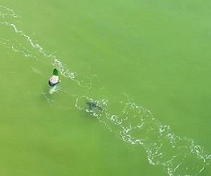 Drone flagra momento que surfista  surpreendido por tubaro-branco
