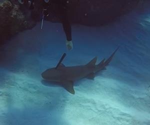 Mergulhador salva tubaro que estava com faca cravada na cabea