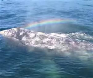 Baleia forma arco-ris ao expelir gua e vdeo viraliza na web