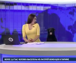 Cachorro invade bancada de jornal russo e assusta ncora