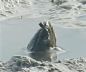 Criatura misteriosa aparece em rio na Austrlia